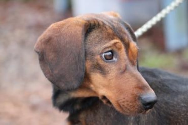 Dia - kinderlieb u. sehr zutraulich