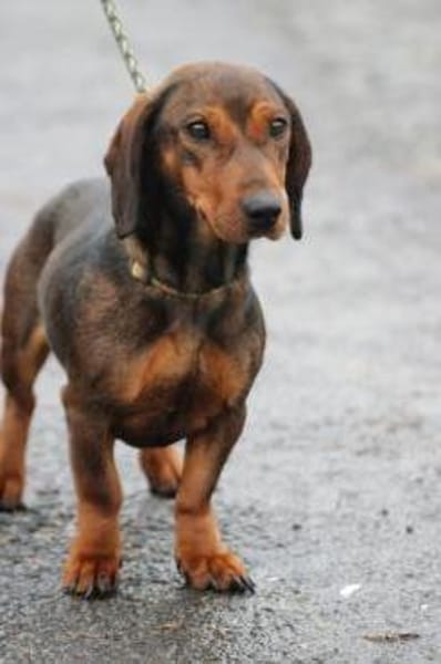 Dia - kinderlieb u. sehr zutraulich