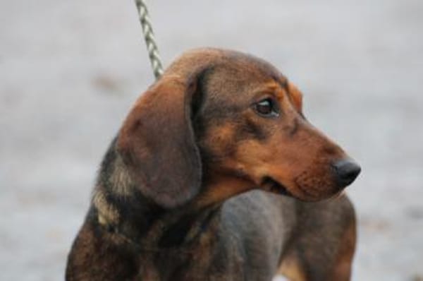 Dia - kinderlieb u. sehr zutraulich