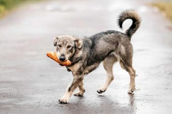 Lustige Maya sucht ihre Familie