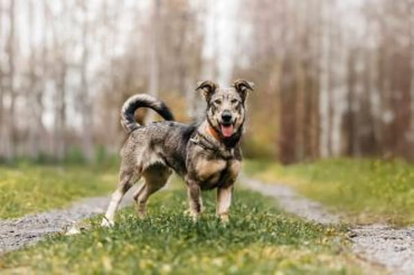 Lustige Maya sucht ihre Familie