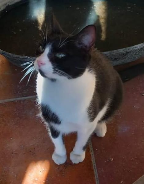 verspielter Goofy bei München (ALM)