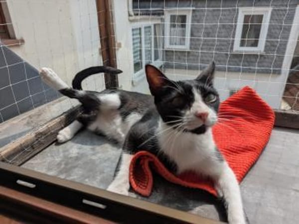 verspielter Goofy bei München (ALM)