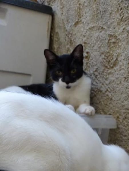 Eloise in Hattersheim(ALO)