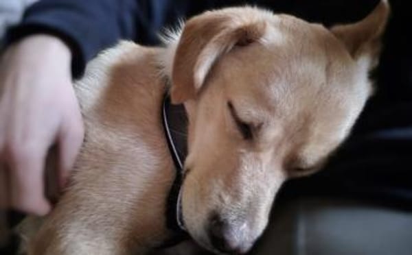 Schüchterne Sintra sucht Ruhepol