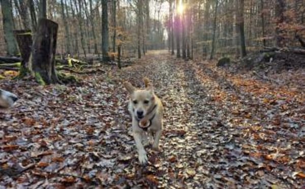 Schüchterne Sintra sucht Ruhepol