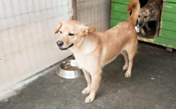 Schüchterne Sintra sucht Ruhepol