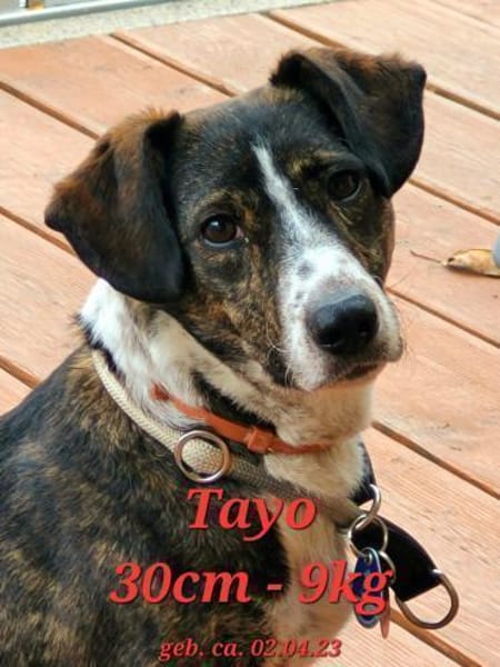 Süßer Tayo - Wartet in 48691 Vreden