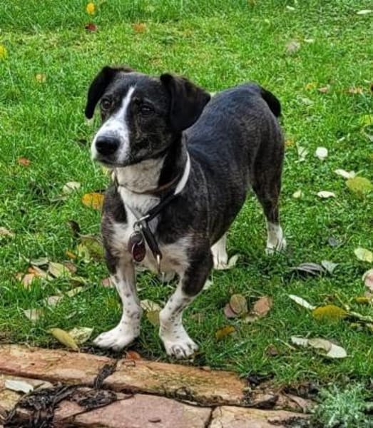 Süßer Tayo - Wartet in 48691 Vreden