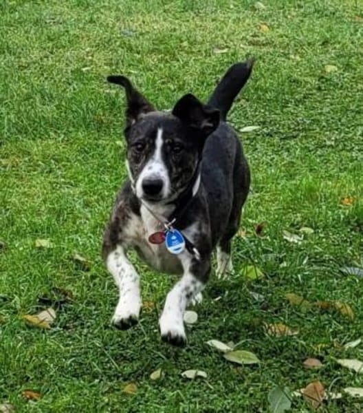 Süßer Tayo - Wartet in 48691 Vreden