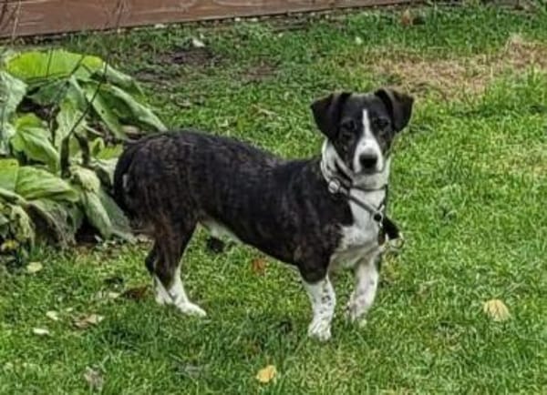 Süßer Tayo - Wartet in 48691 Vreden