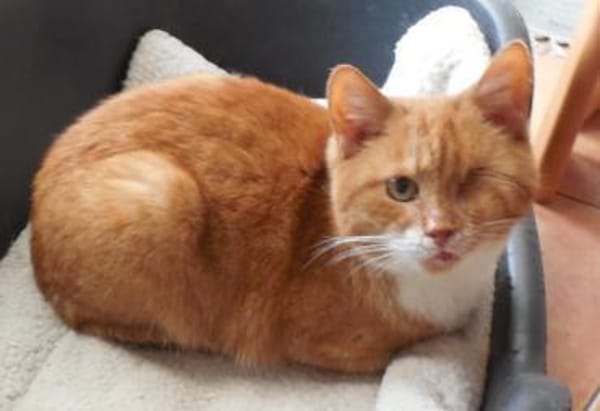 Charly sucht liebe Menschen