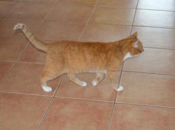 Charly sucht liebe Menschen