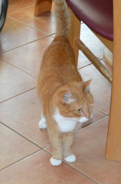 Charly sucht liebe Menschen