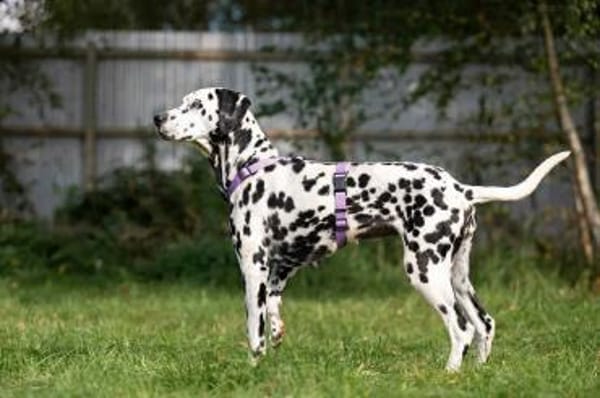 Selbstbewusste Gloria sucht dich!