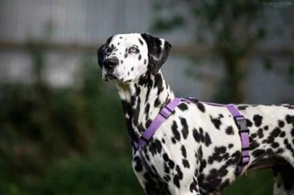 Selbstbewusste Gloria sucht dich!