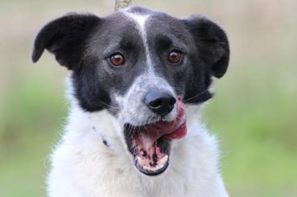 Mirona - sehr kinderlieb u. verspielt