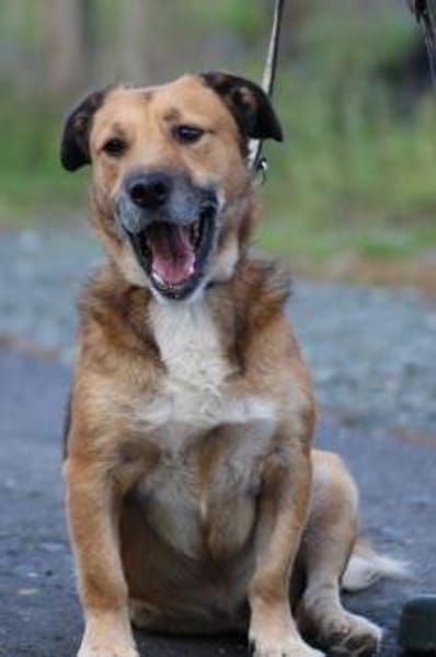 Sanjay - sehr verspielt u. kinderlieb