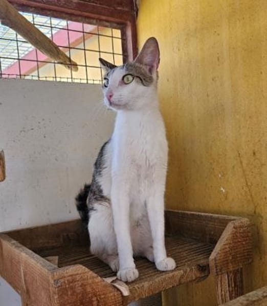 Duke (und Mapache) bei München (ALM)