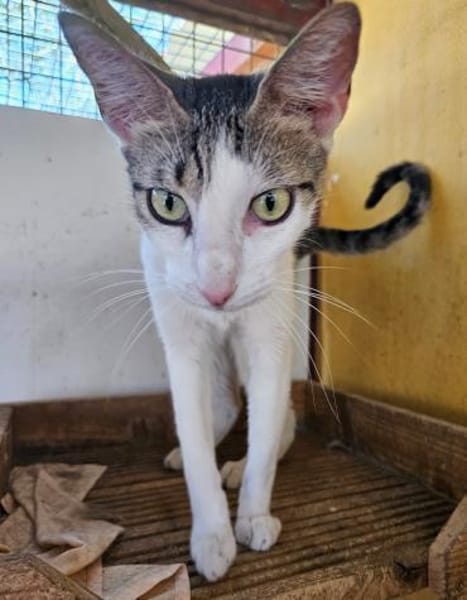 Duke (und Mapache) bei München (ALM)