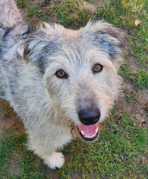 Toshi  zarte Powermaus  Tierschutz