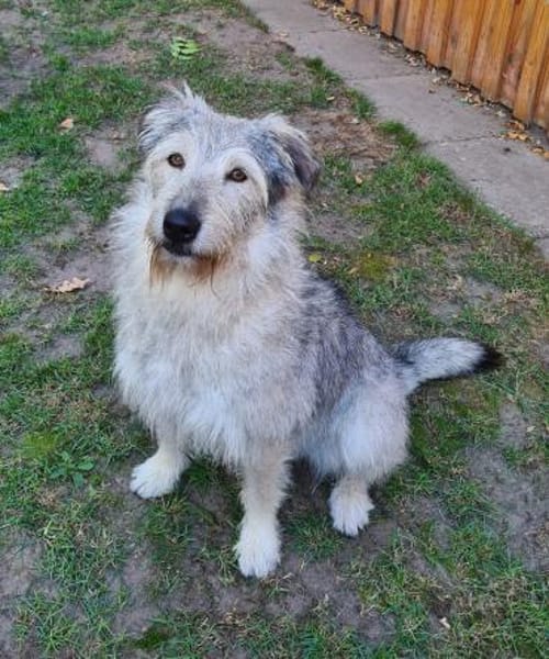 Toshi  zarte Powermaus  Tierschutz