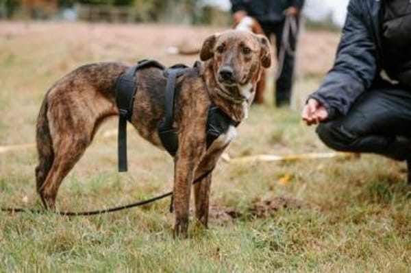 Sabina - kleine Hündin sucht Körbchen