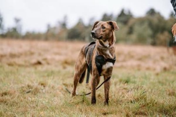 Sabina - kleine Hündin sucht Körbchen