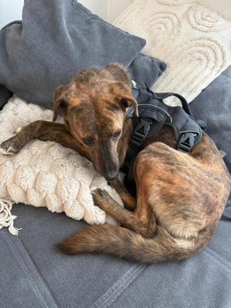 Sabina - kleine Hündin sucht Körbchen