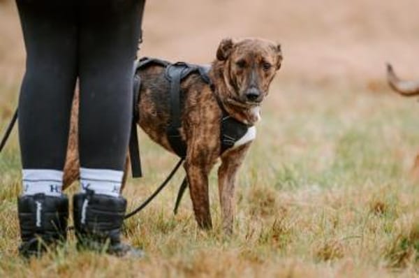 Sabina - kleine Hündin sucht Körbchen