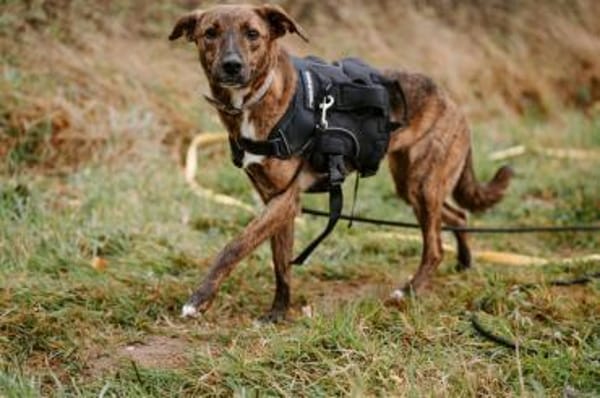 Sabina - kleine Hündin sucht Körbchen