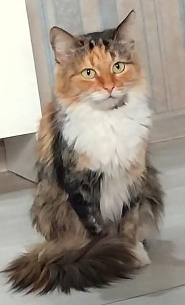 Eine Prinzessin sucht zu Hause