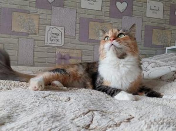 Eine Prinzessin sucht zu Hause