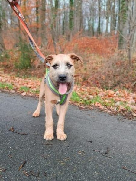 🐾 Kaspar sucht sein perfektes Match! 🏡