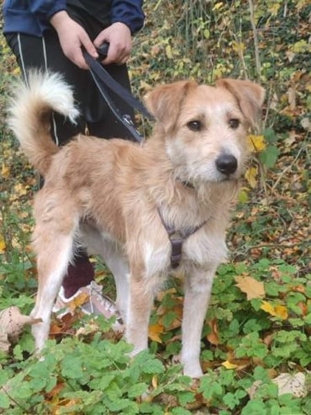 🐾 Kaspar sucht sein perfektes Match! 🏡