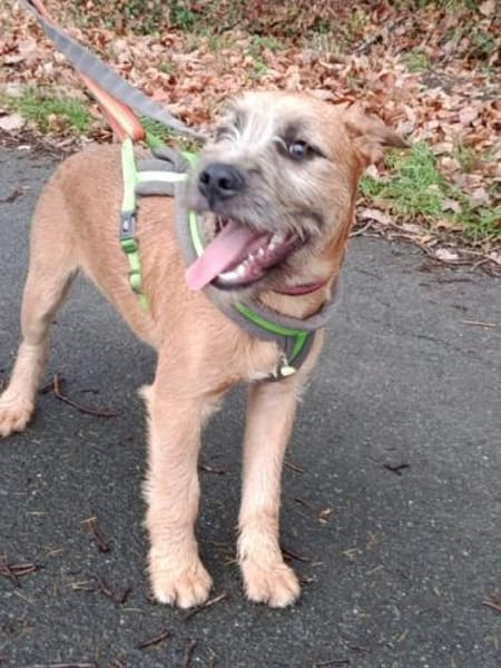 🐾 Kaspar sucht sein perfektes Match! 🏡