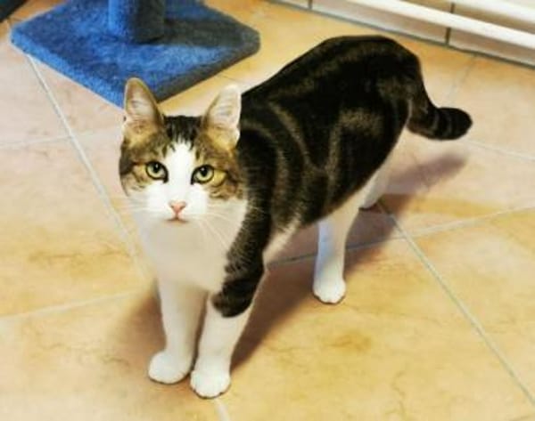 Selimi gern als Einzelkatze