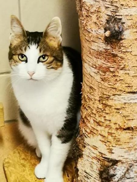 Selimi gern als Einzelkatze