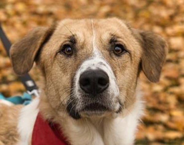 Felicio wartet in 99718 Greussen