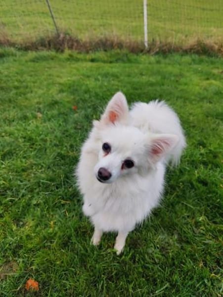 Lumi wurde von einem Vermehrer entsorgt