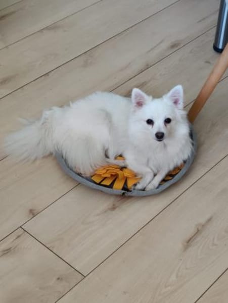 Lumi wurde von einem Vermehrer entsorgt