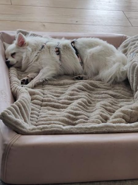 Lumi wurde von einem Vermehrer entsorgt