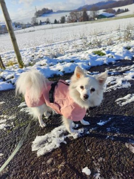 Lumi wurde von einem Vermehrer entsorgt