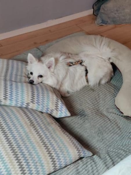 Lumi wurde von einem Vermehrer entsorgt