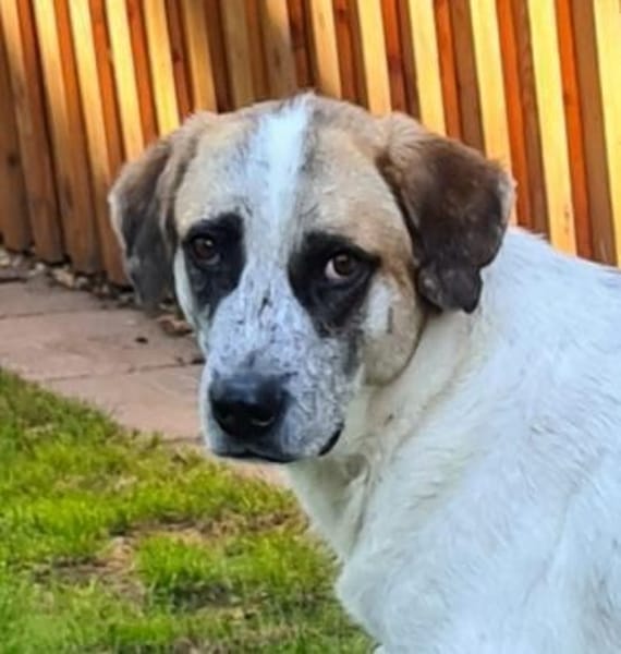 Barry  Traumhund  Tierschutz