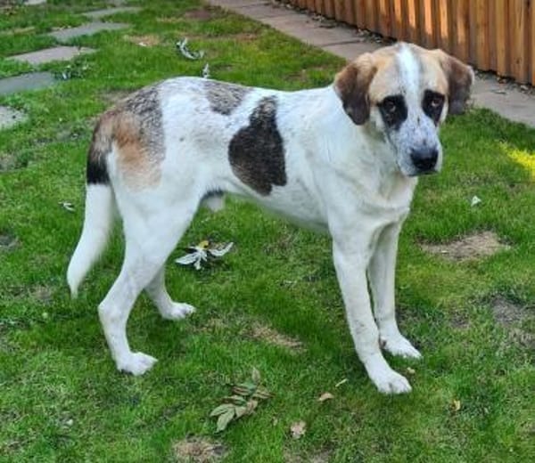 Barry  Traumhund  Tierschutz