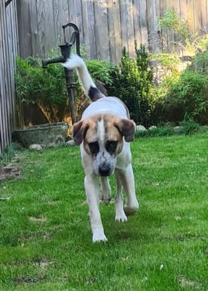 Barry  Traumhund  Tierschutz