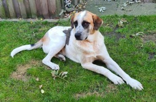 Barry  Traumhund  Tierschutz