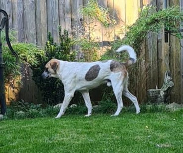 Barry  Traumhund  Tierschutz