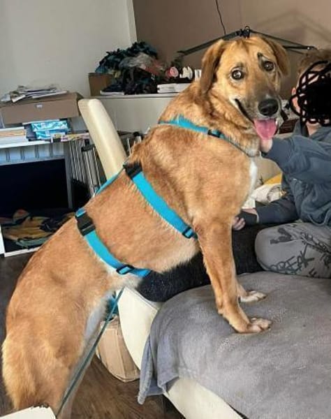 Rose - eine stille Schönheit